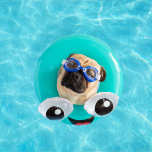 zwemband hond blauw